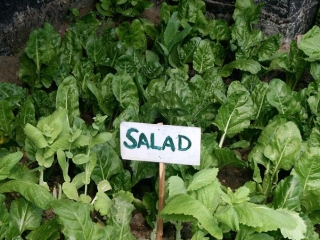 Salade sous serre – Inde