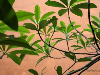 Tree – Viêt Nam