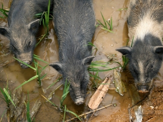 Les trois petits cochons – Viêt Nam