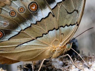 Papillons – Viêt Nam