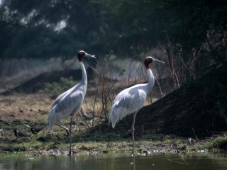 Grue antigone (Sarus Crane) – Inde