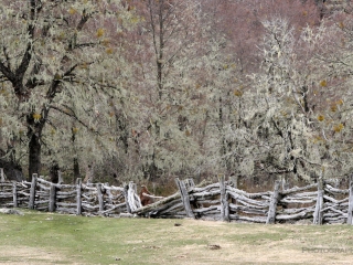 Prairie, clôture et Lichens, Nahuel Huapi – Argentine