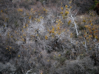 Forêt de Gui, Nahuel Huapi – Argentine