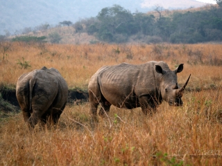 Rhinocéros blanc (Ceratotherium simum) – Afrique du Sud