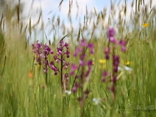 Orchis à fleurs lâches (Anacamptis laxiflora) – France