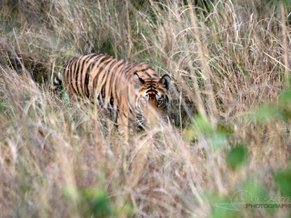 Tigre (Panthera tigris) – Inde