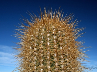 Piquant de cactus – Bolivie