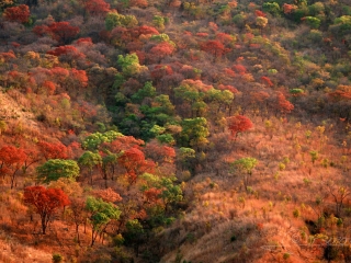 Vallon forestier – Malawi