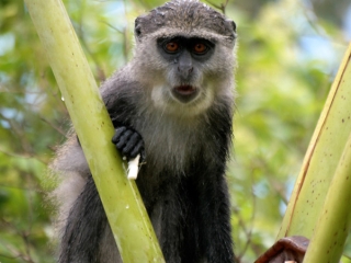 Zanzibar Sykes’ monkey (Cercopithecus albogularis) – Tanzanie