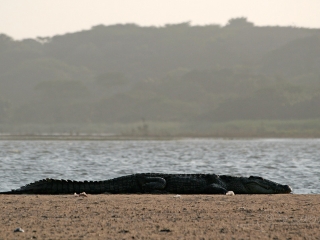 Farniente de crocodile – Afrique du Sud