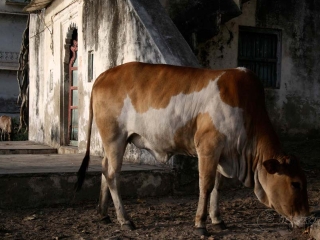 Vache sacrée – Inde