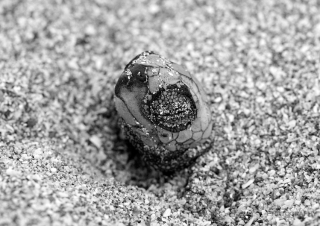 Tortue Paslama (Lepidochelys olivacea) – Nicaragua