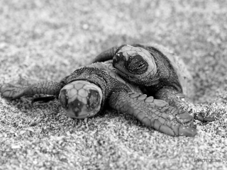 Tortue Paslama (Lepidochelys olivacea) – Nicaragua