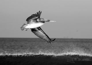 Pélican brun (Pelecanus occidentalis) – Nicaragua