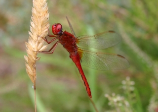 Libellule écarlate (Crocothemis erythraea) – France