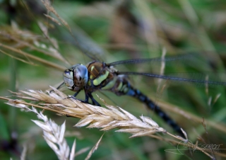 Aeshne mixte (Aeshna mixta) – France