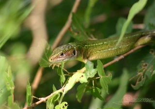 Lézard vert (Lacerta bilineata) – France