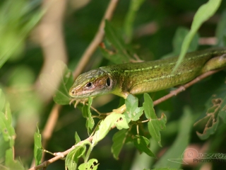 Lézard vert (Lacerta bilineata) – France