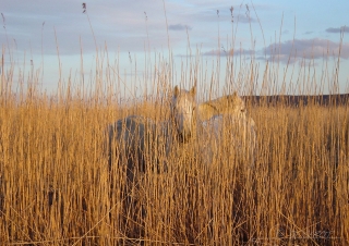 Camargue en Seine – France