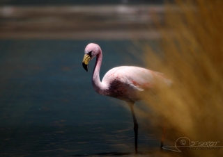 Flamant de James (Phoenicoparrus jamesi) – Bolivie
