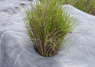 Jardinière – France