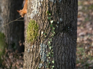 Ecureuil roux (Sciurus vulgaris) – France