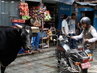 Acheter de la viande – Népal