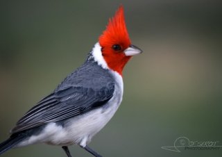 Paroare huppé (Paroaria coronata) – Hawaï
