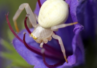 Thomisus onustus – France