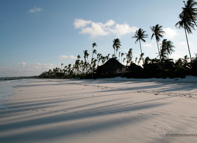 Plage et Palmiers à Zanzibar – Tanzanie