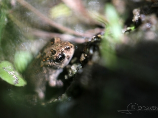 Crapelet de Crapaud calamite (Epidalea calamita) – France