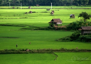 Ruralité laotienne – Laos