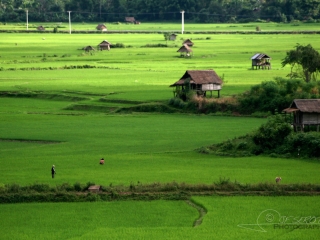 Ruralité laotienne – Laos