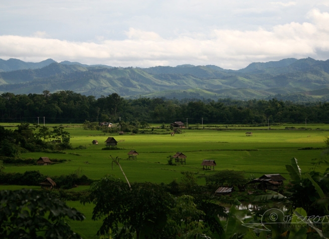 Paysage de rizière – Laos