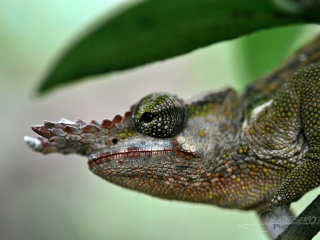 Calmé léon, Chamaeleonidae – Tanzanie