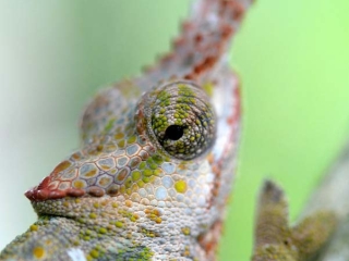 Chamaeleonidae – Tanzanie
