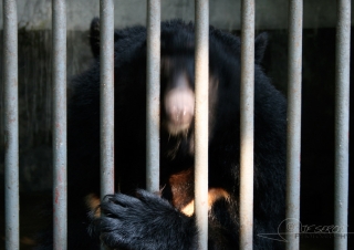 Ours noir d’Asie (Ursus thibetanus), folie humaine – Chine