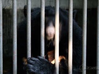 Ours noir d’Asie (Ursus thibetanus), folie humaine – Chine