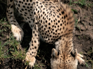 Guépard (Acinonyx jubatus) – Tanzanie