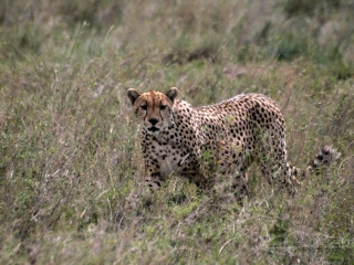 Guépard (Acinonyx jubatus) – Tanzanie