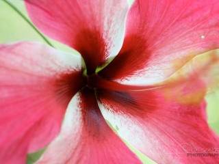Hibiscus – Nicaragua