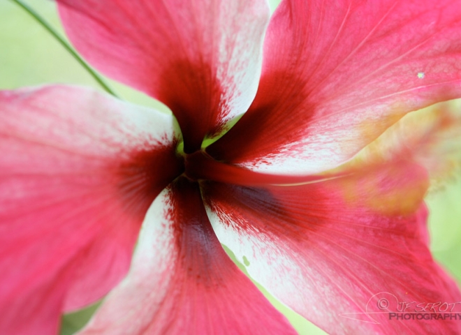 Hibiscus – Nicaragua