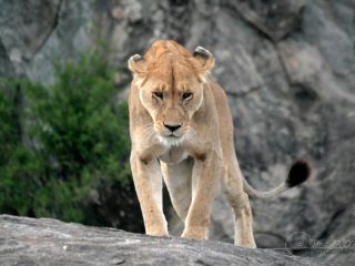Lion d’Afrique (Panthera leo leo) – Tanzanie
