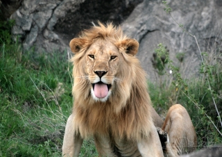 Einstein, lion d’Afrique – Tanzanie