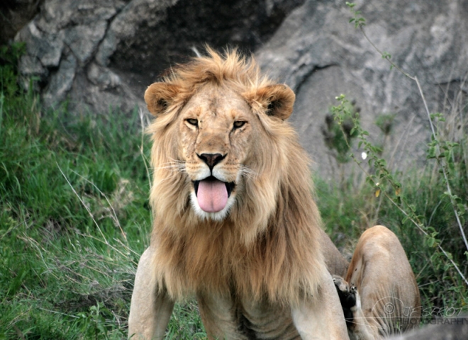 Einstein, lion d’Afrique – Tanzanie