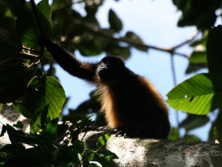 Hurleur du Guatemala (Alouatta pigra) – Nicaragua