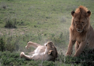 Lion d’Afrique (Panthera leo leo) – Tanzanie