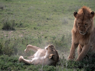 Lion d’Afrique (Panthera leo leo) – Tanzanie