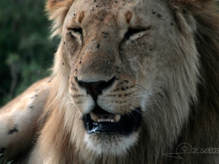 Lion d’Afrique (Panthera leo leo) – Tanzanie