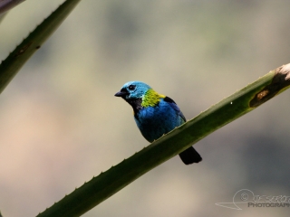 Calliste à tête verte (Tangara seledon) – Brésil